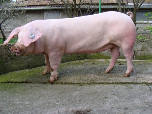 French Landrace - pig breeds | goris jishebi | ღორის ჯიშები